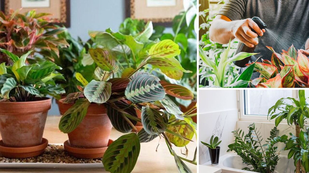 How to increase humidity for indoor plants to protect them from heating