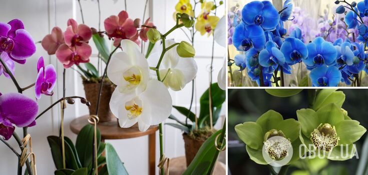 What orchid to give as a gift: the color has a special meaning