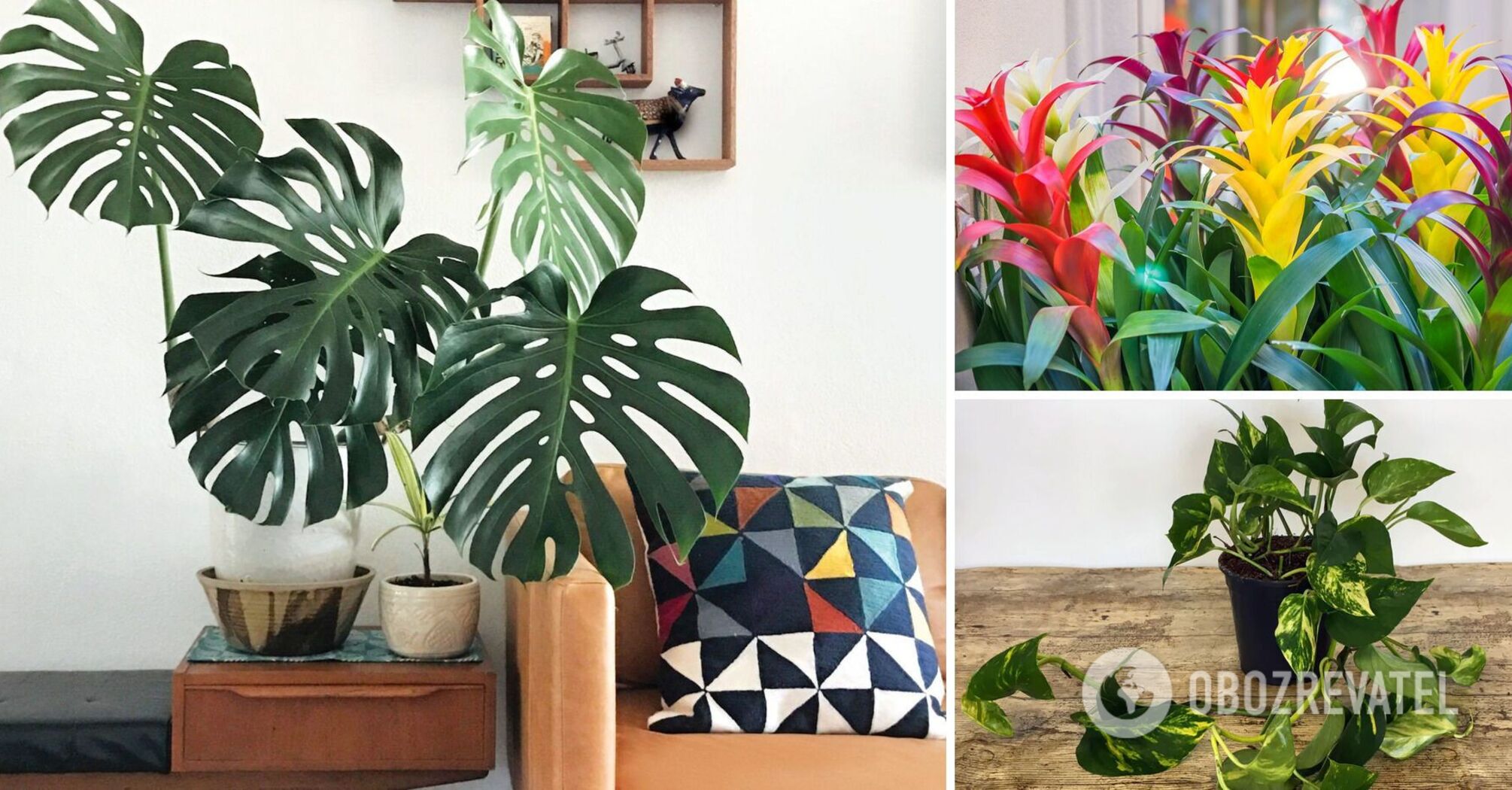 Top 5 best plants for the right atmosphere in the home office