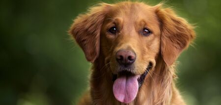 Советы по отлучению собаки от кошачьего корма