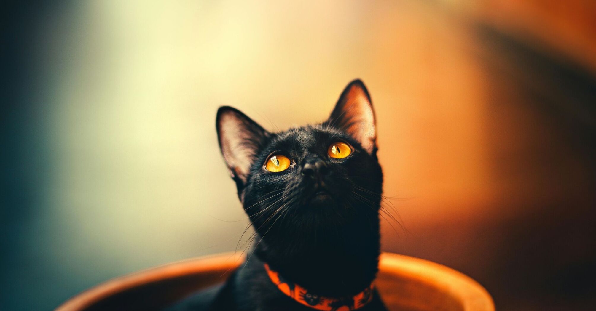 Продукты которыми нельзя кормить котов