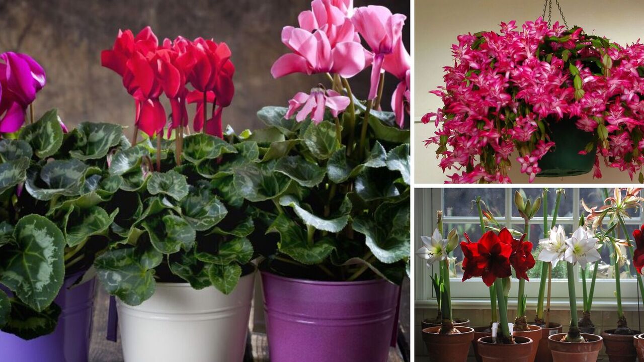 Will die in a few days: indoor plants that should not be placed on the windowsill