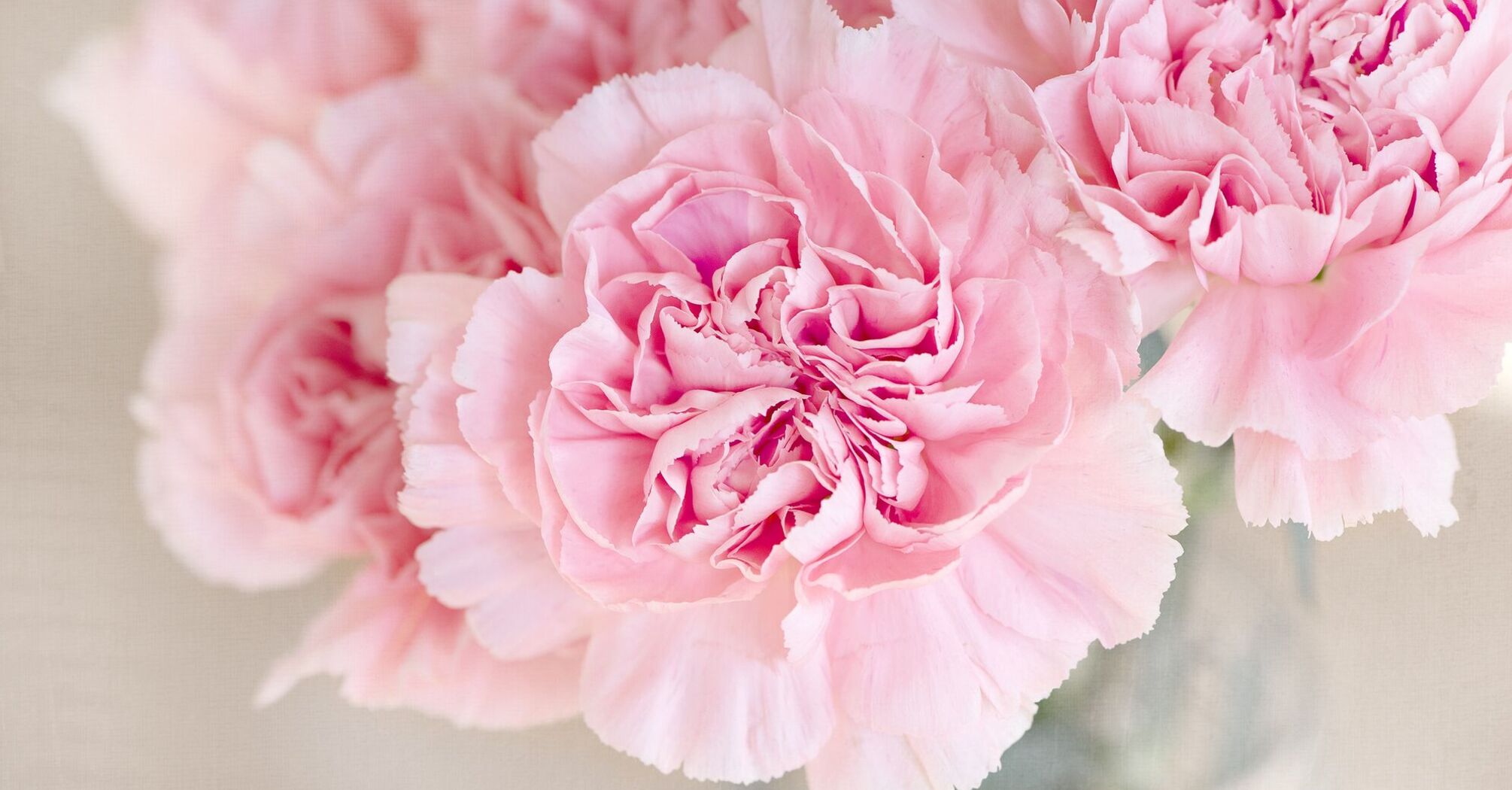 Jakich kwiatów nie należy wręczać 8 marca