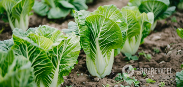 How to grow Chinese cabbage in the garden: when to sow and how to properly care for it