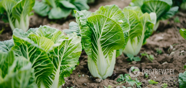 How to grow Chinese cabbage in the garden: when to sow and how to properly care for it