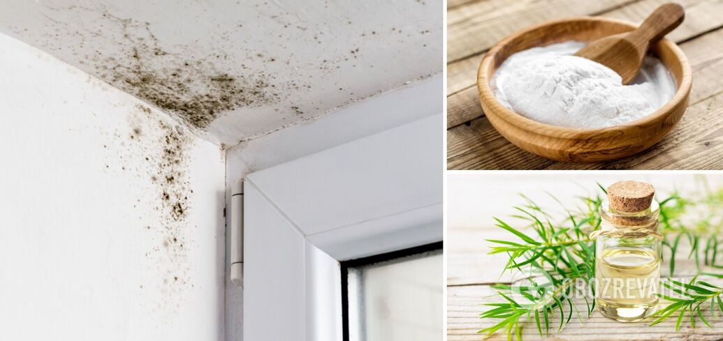 How to get rid of fungus and mold on walls and ceilings: two cheap methods