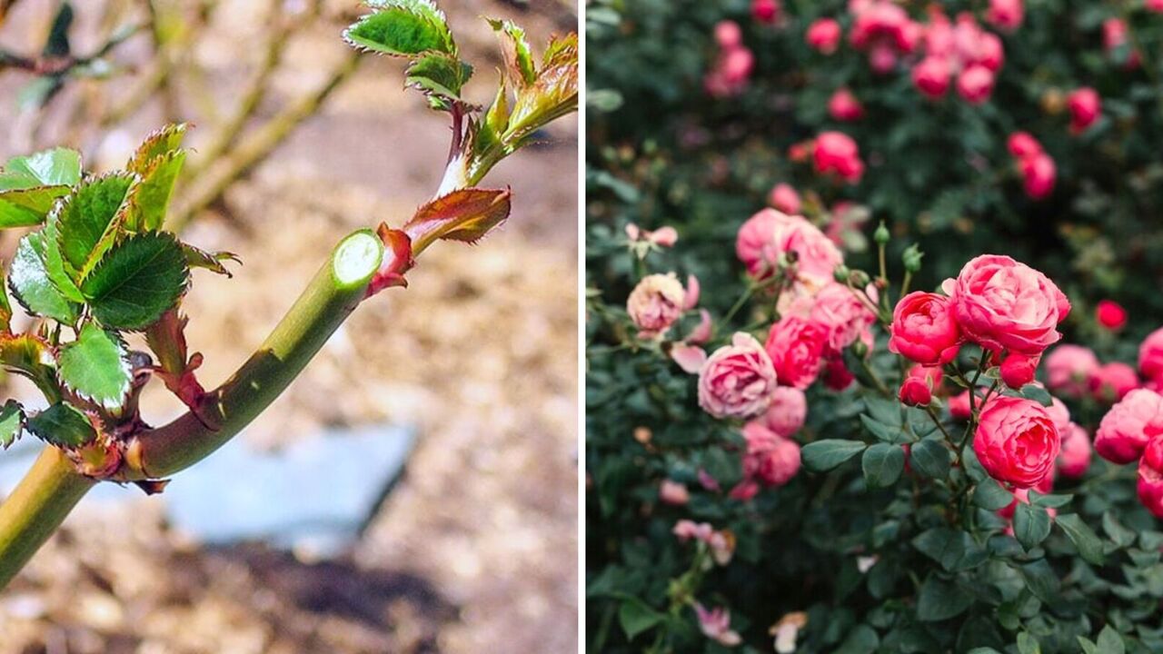 Do not miss the right time: when to prune roses to ensure lush blooming
