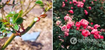 Do not miss the right time: when to prune roses to ensure lush blooming