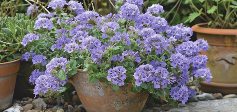 When to sow phacelia: how it helps to increase yields