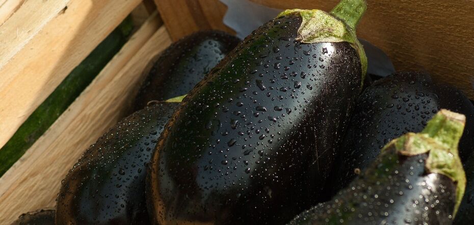 Как вырастить здоровую рассаду баклажанов