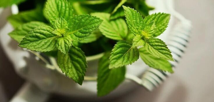 Fresh mint