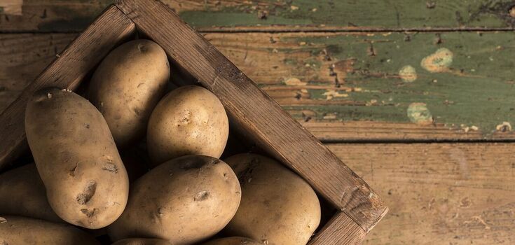 Can potatoes be stored in the refrigerator: dispelling the myth