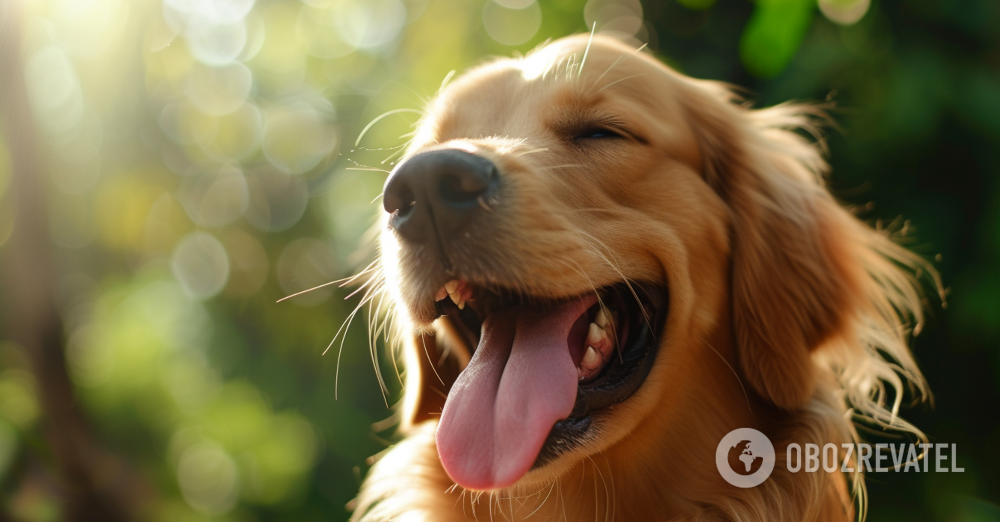 10 signs that your dog loves you