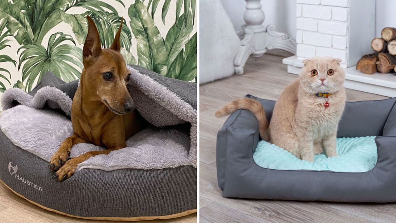 To keep the house tidy and pets happy: how to clean your cat's or dog's bed properly