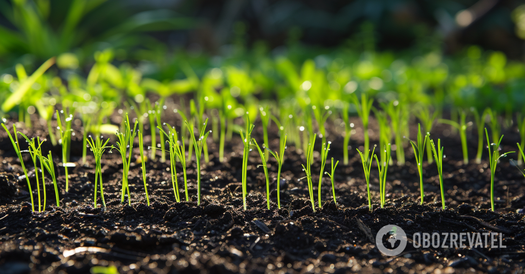 Start as early as February: how to prepare your lawn for spring