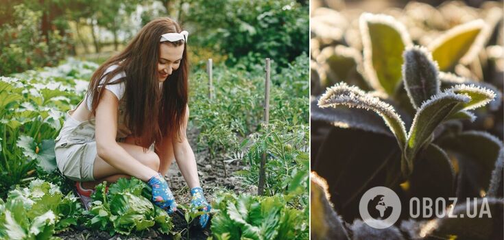 What you need to do in the vegetable garden before spring: a list of important things