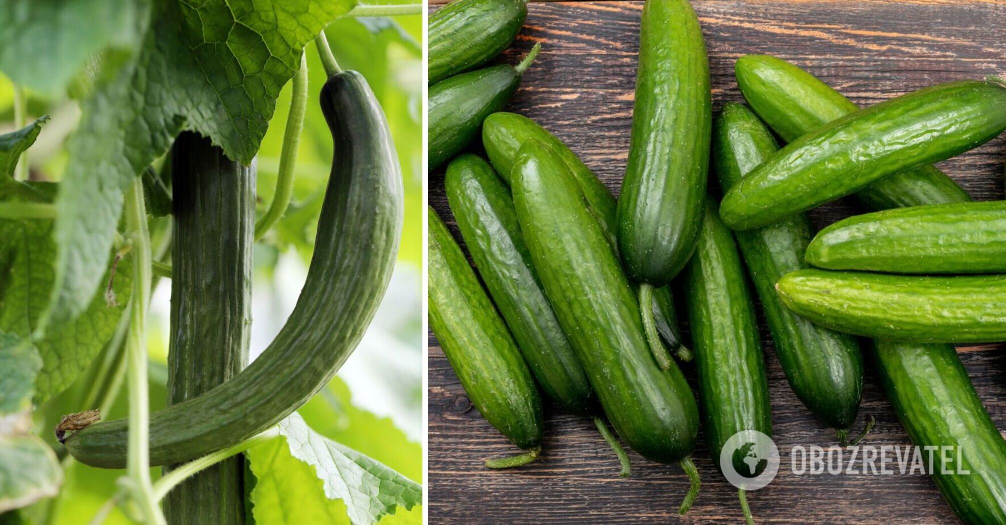 What varieties of cucumbers are better not to plant: unsuccessful options