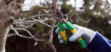 Обрезка абрикосовых деревьев весной: как получить хороший урожай