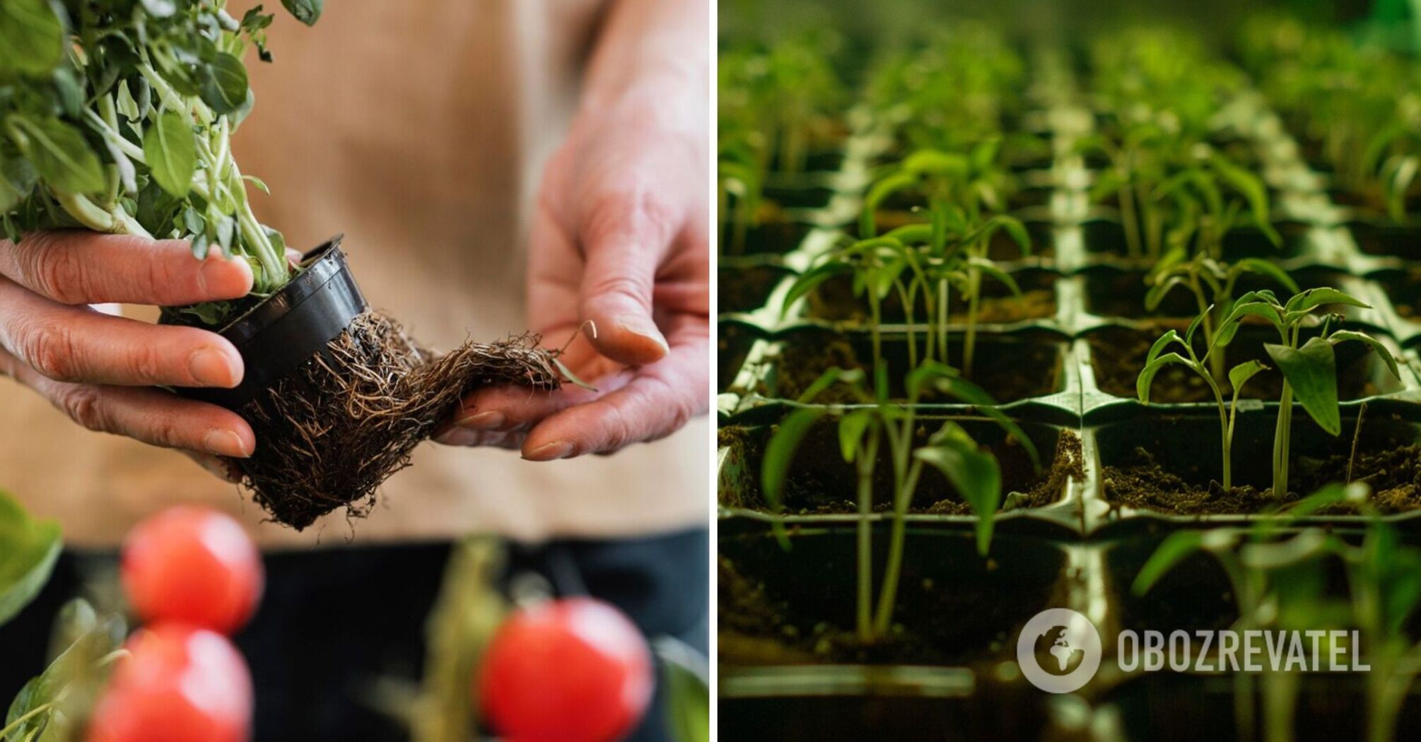 How to dive seedlings correctly: there are three ways