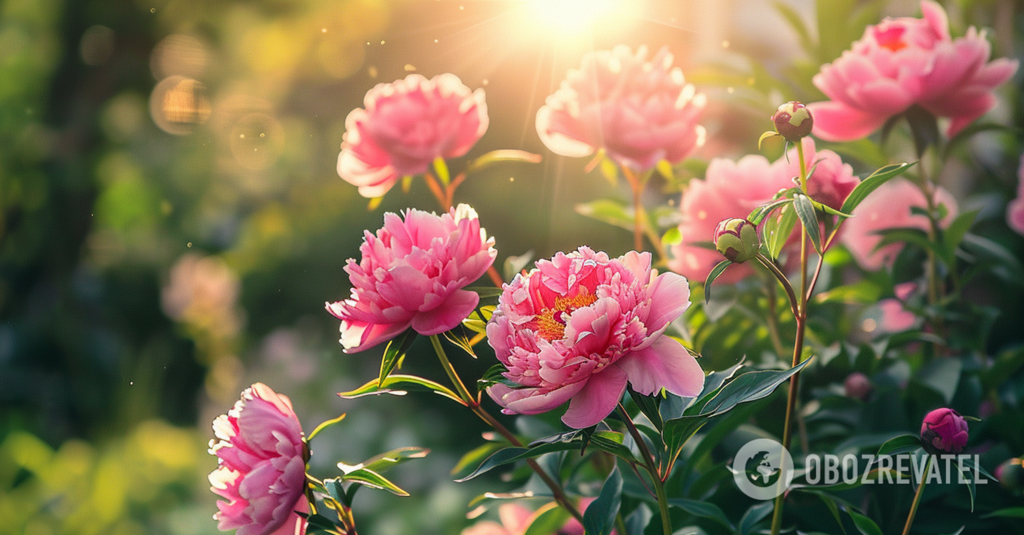 Where to choose the best place for peonies in the flower garden and how to fertilize them in spring