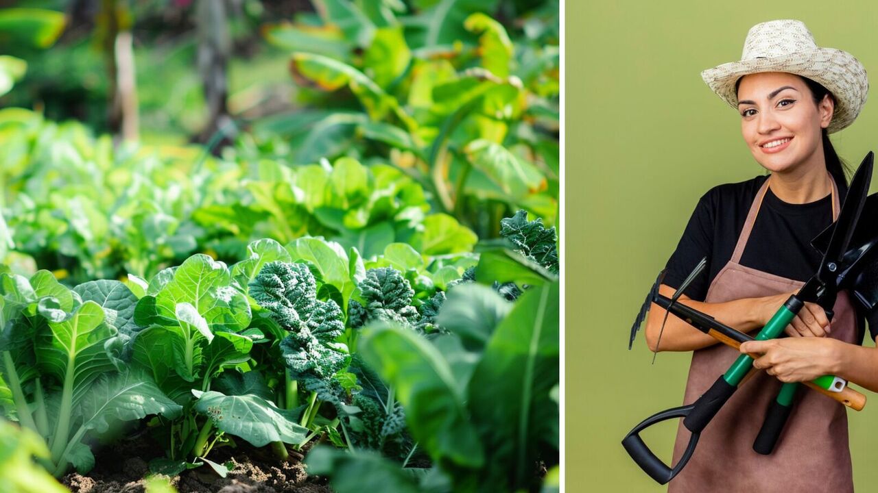 What all gardeners should do in the vegetable garden, garden and flower garden in March: a complete to-do list