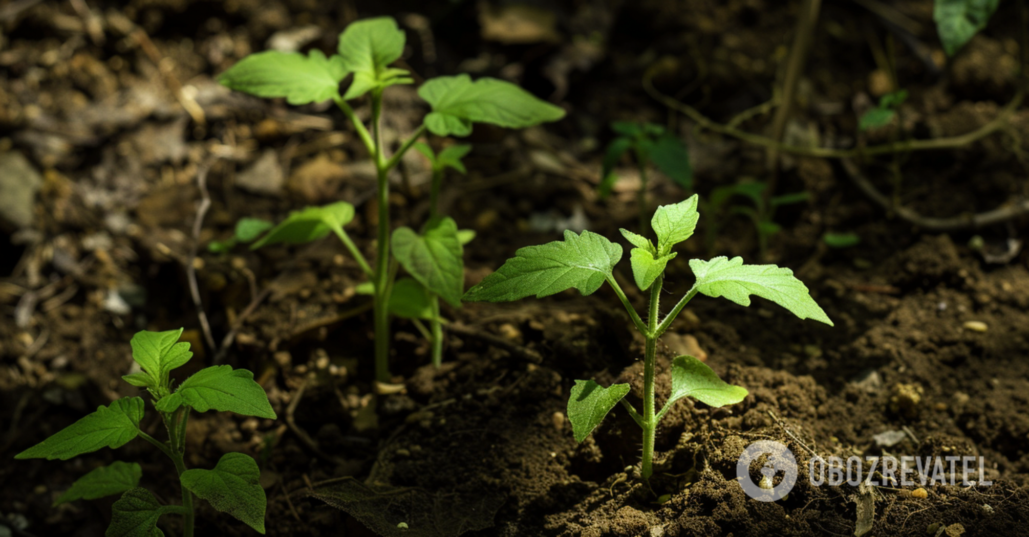 How and when to feed tomato seedlings: simple tricks will make them strong