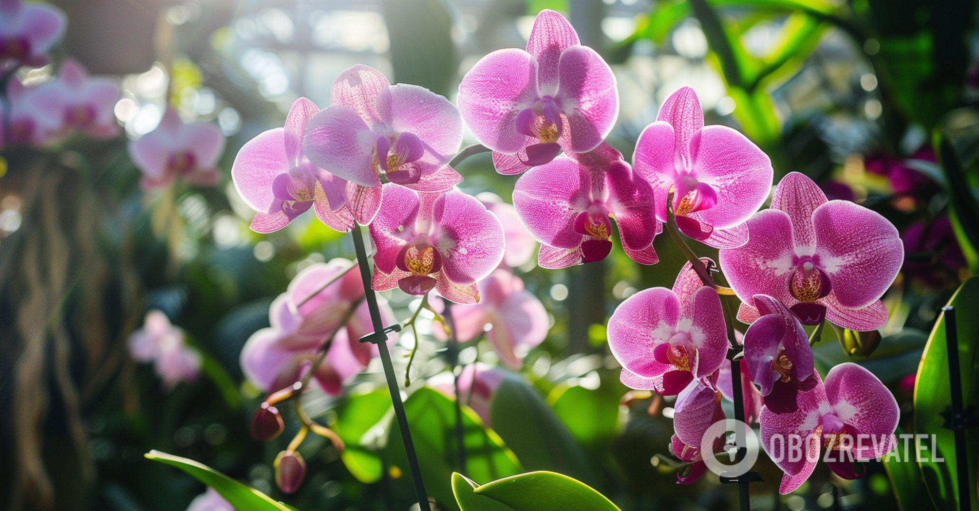 Orchids will bloom all the time: one simple trick will help