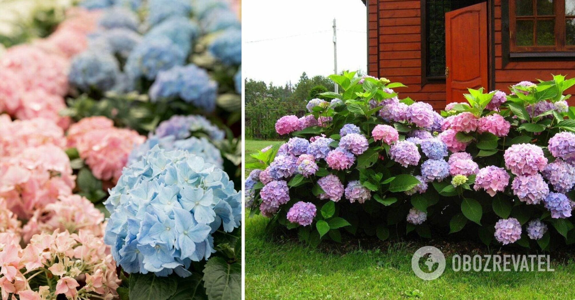 How to care for hydrangeas in spring: rules of pruning and feeding