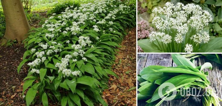 How to grow wild garlic in the garden and when to harvest it