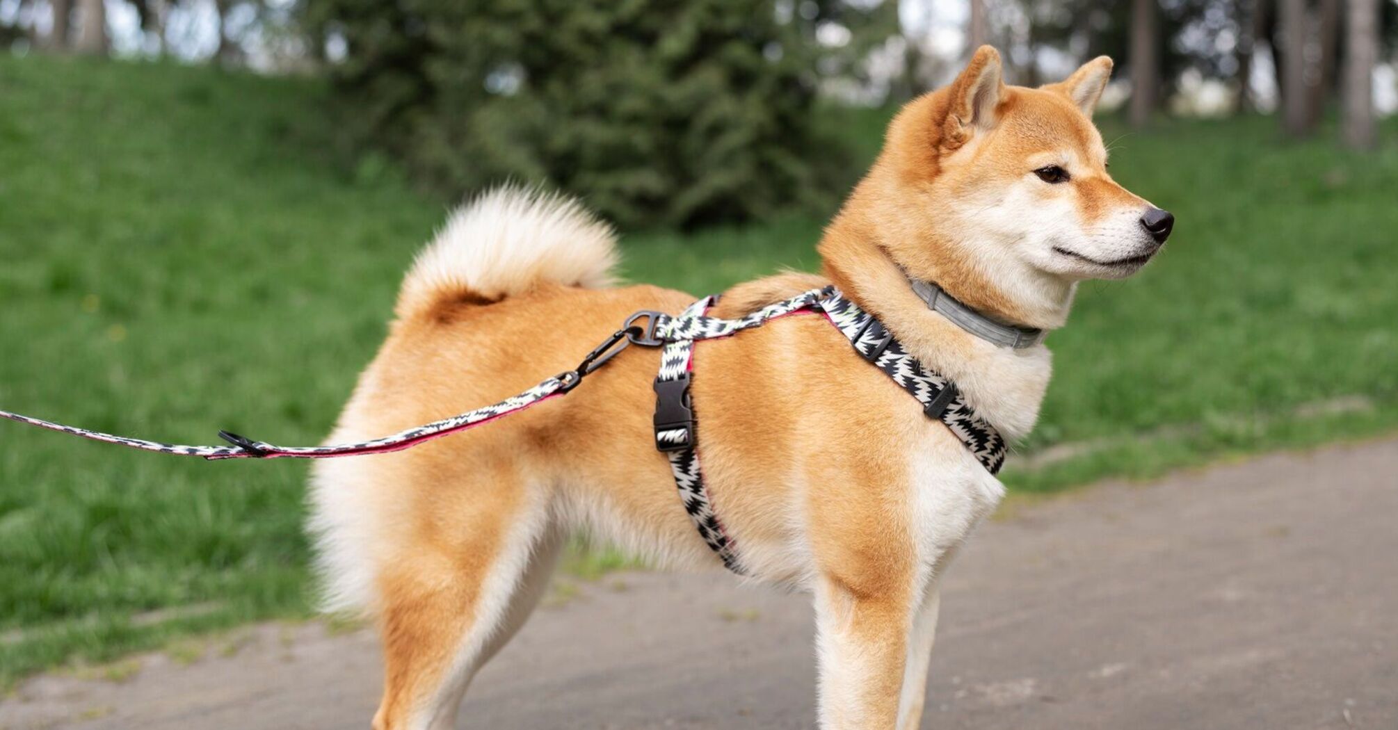 Советы по выбору правильной шлейки для собак