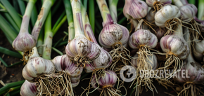When to plant garlic in spring: what to do to get a rich harvest