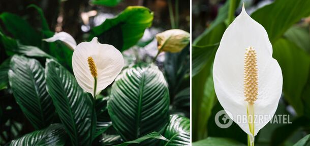 These three kitchen products will make spathiphyllum bloom like mad