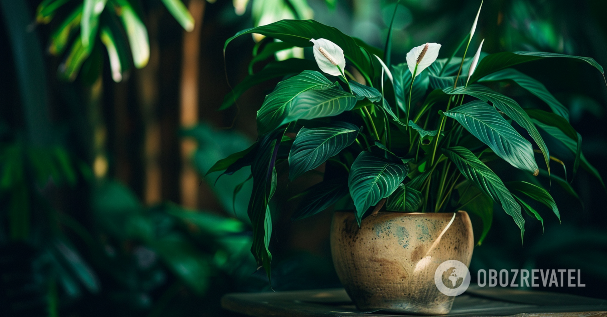 How to revitalize a wilted spathiphyllum in 10 minutes: a simple trick
