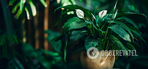 How to revitalize a wilted spathiphyllum in 10 minutes: a simple trick