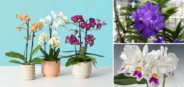 Dlaczego orchidea nie kwitnie: osiem błędów, które popełniają prawie wszyscy