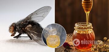 How to get rid of flies at home: a life hack with sugar, honey and water has conquered the network