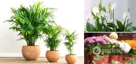 The best air-purifying houseplants according to NASA: they will save you even in space