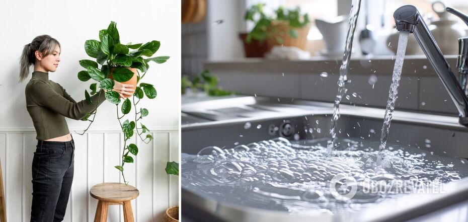 This ordinary kitchen item is a real 'lifesaver' for plants: what is the secret