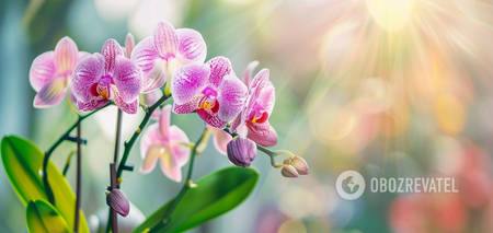 Orchids will bloom continuously: there is only one condition that everyone forgets