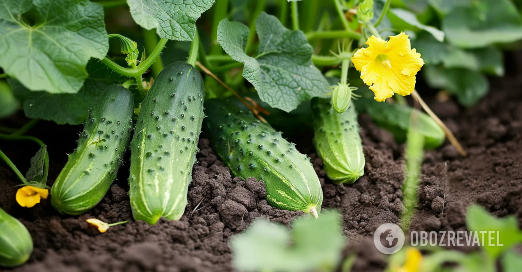 How to grow early cucumbers from seedlings: tips for summer residents