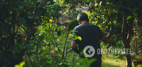 Jak traktować drzewa w ogrodzie wiosną: dwie wskazówki, które uchronią Cię przed chorobami i szkodnikami