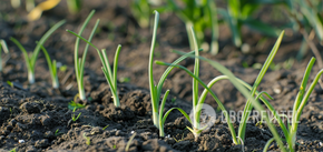 What to feed garlic in spring with to prevent it from turning yellow: useful tips