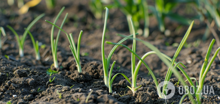 What to feed garlic in spring with to prevent it from turning yellow: useful tips