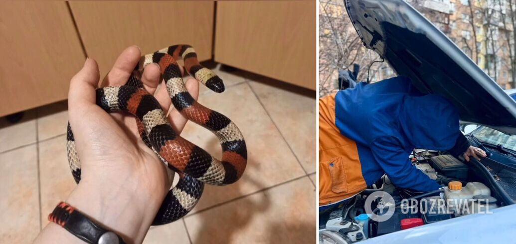Kobieta znajduje węża pod maską samochodu w środkowym Meksyku