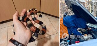 A woman found a snake from central Mexico under the hood of her car