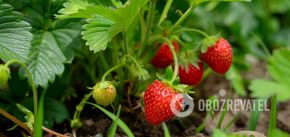 What to plant near strawberries: the yield will increase dramatically