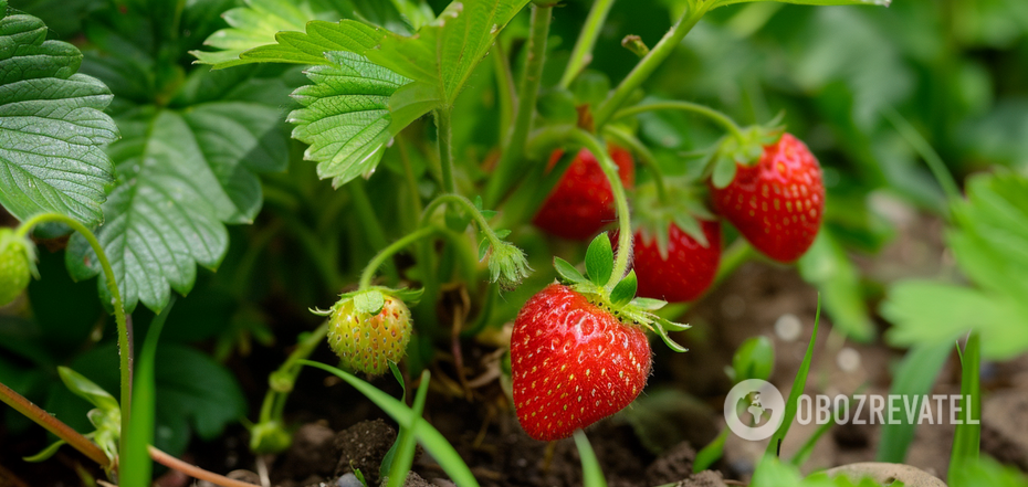 What to plant near strawberries: the yield will increase dramatically
