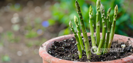 How to grow asparagus from seeds: tips for experimenters