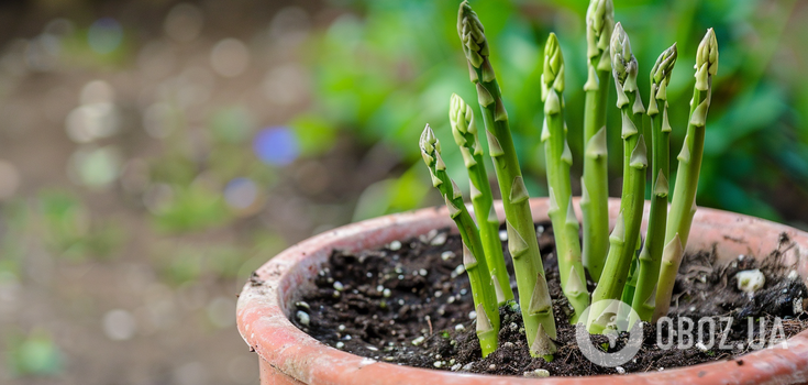 How to grow asparagus from seeds: tips for experimenters