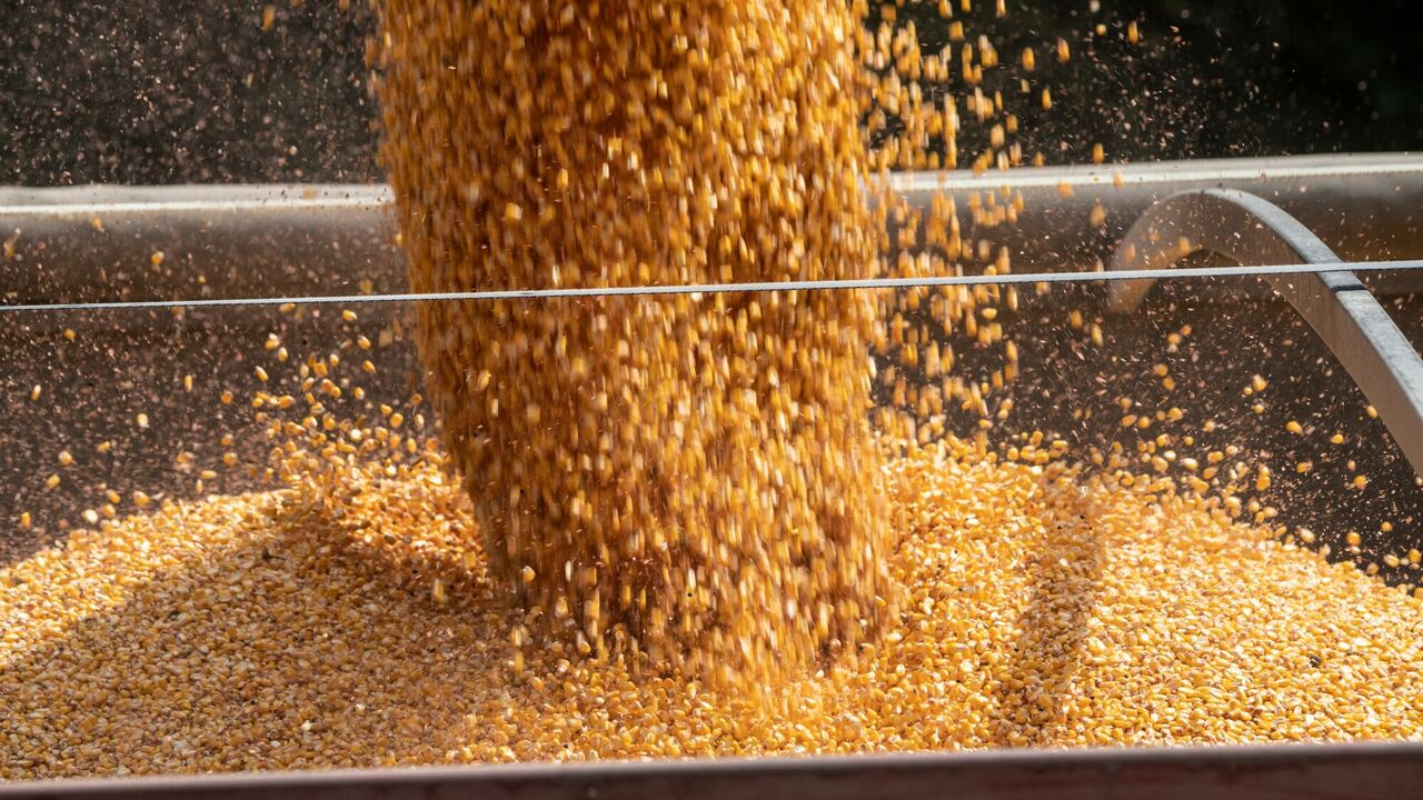 Five EU countries demand a complete ban on grain imports from Russia: List